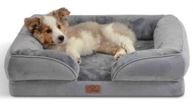 Cómo elegir la mejor cama para un perro grande pequeño (Guía) - Casacochecurro
