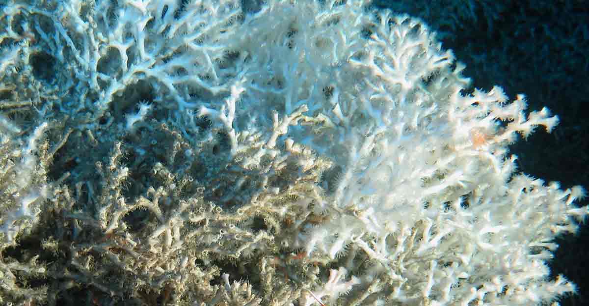 Coral blanco en el Mediterráneo