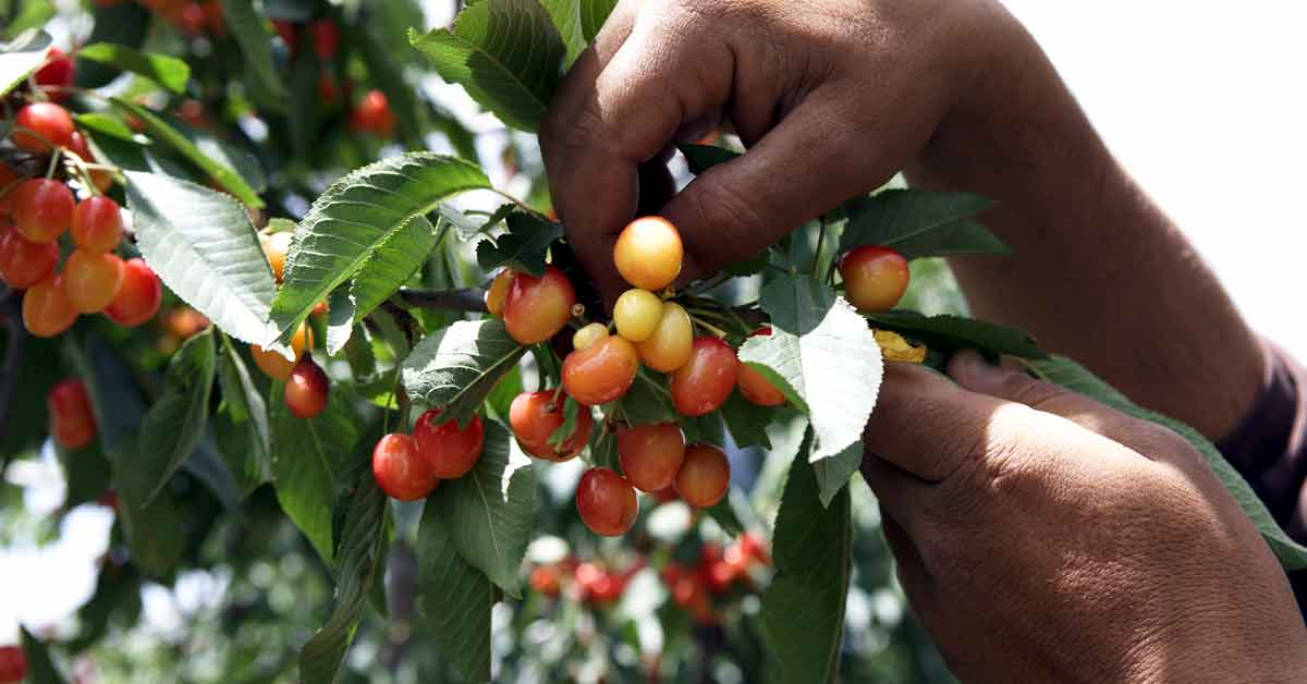 Los alimentos multiplican su precio casi por cinco del campo a la mesa