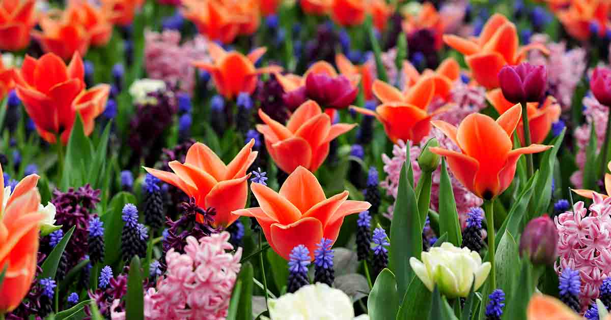 Ya es primavera en Keukenhof