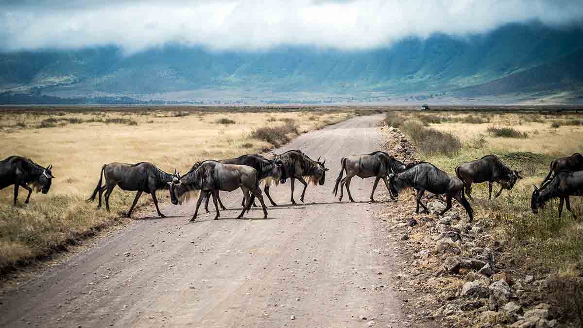 La mitad de los conductores ha sufrido una situación de riesgo por un animal