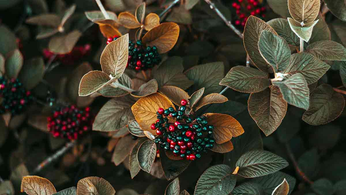 Los mejores jardines de Europa para disfrutar durante el otoño