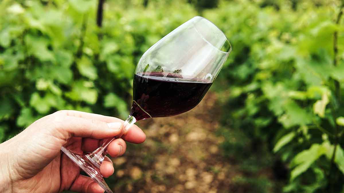 Las mejores rutas del vino de Europa