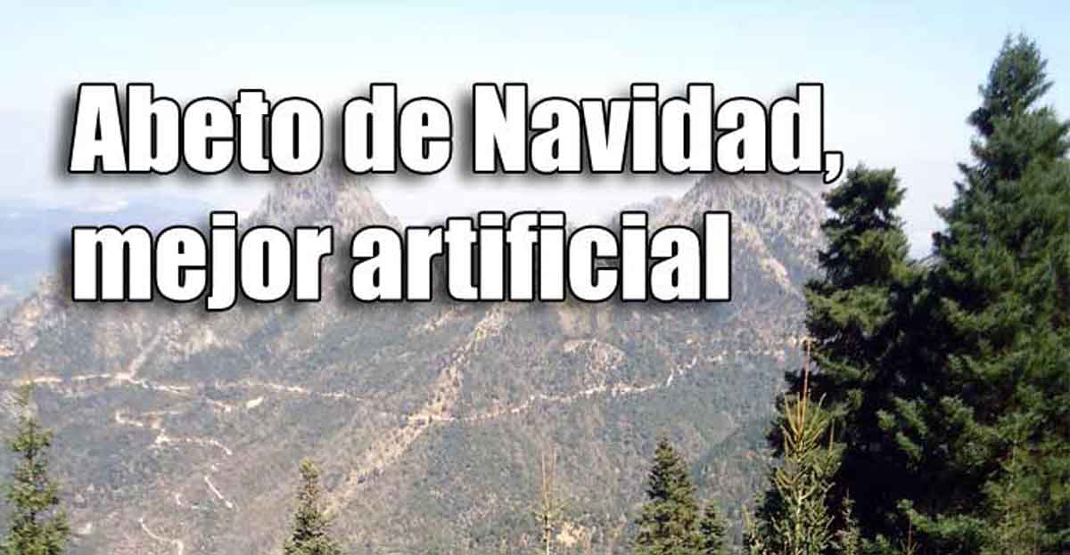 El abeto de Navidad, en peligro de extinción