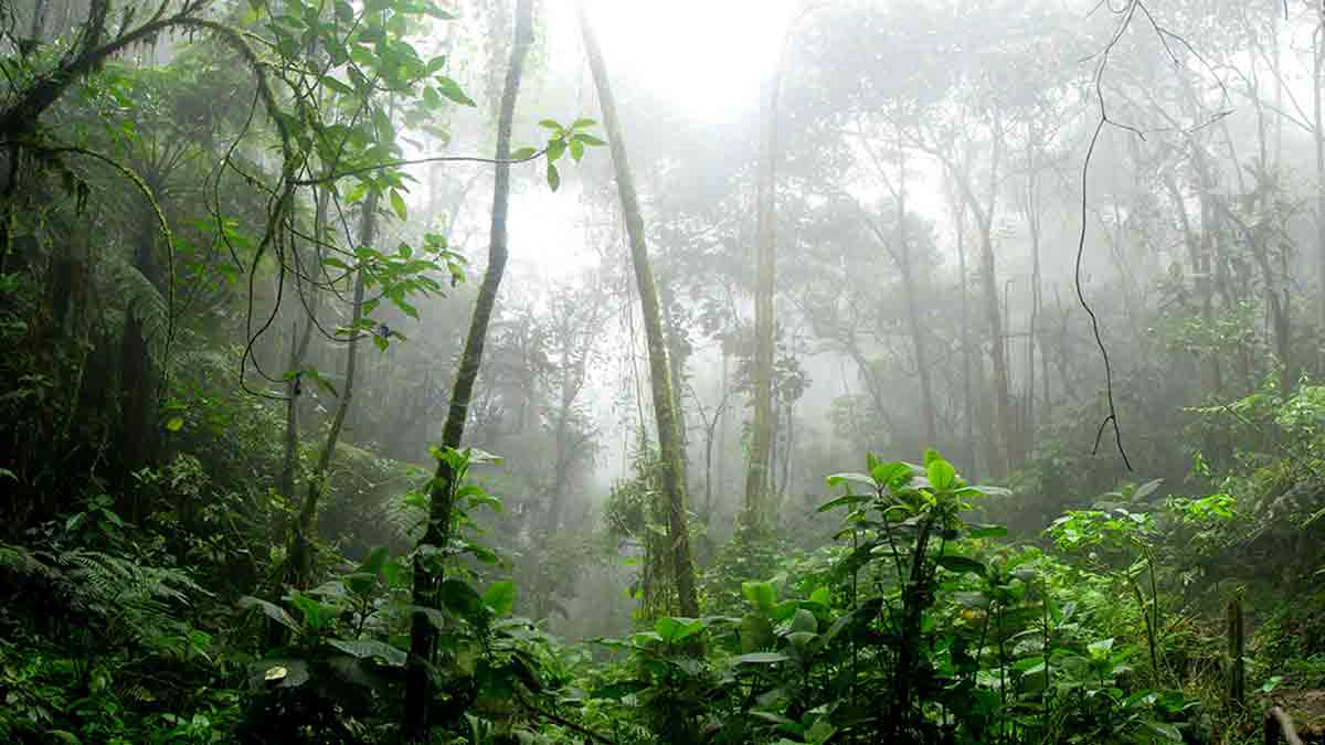 Google mostrará en el Street View la selva y el río del Amazonas