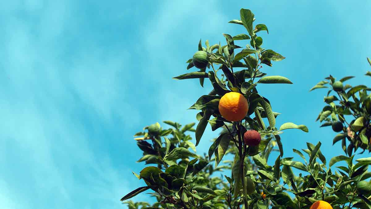 Las plantaciones de naranjas y limones son ideales para el medio ambiente al absorber el CO2