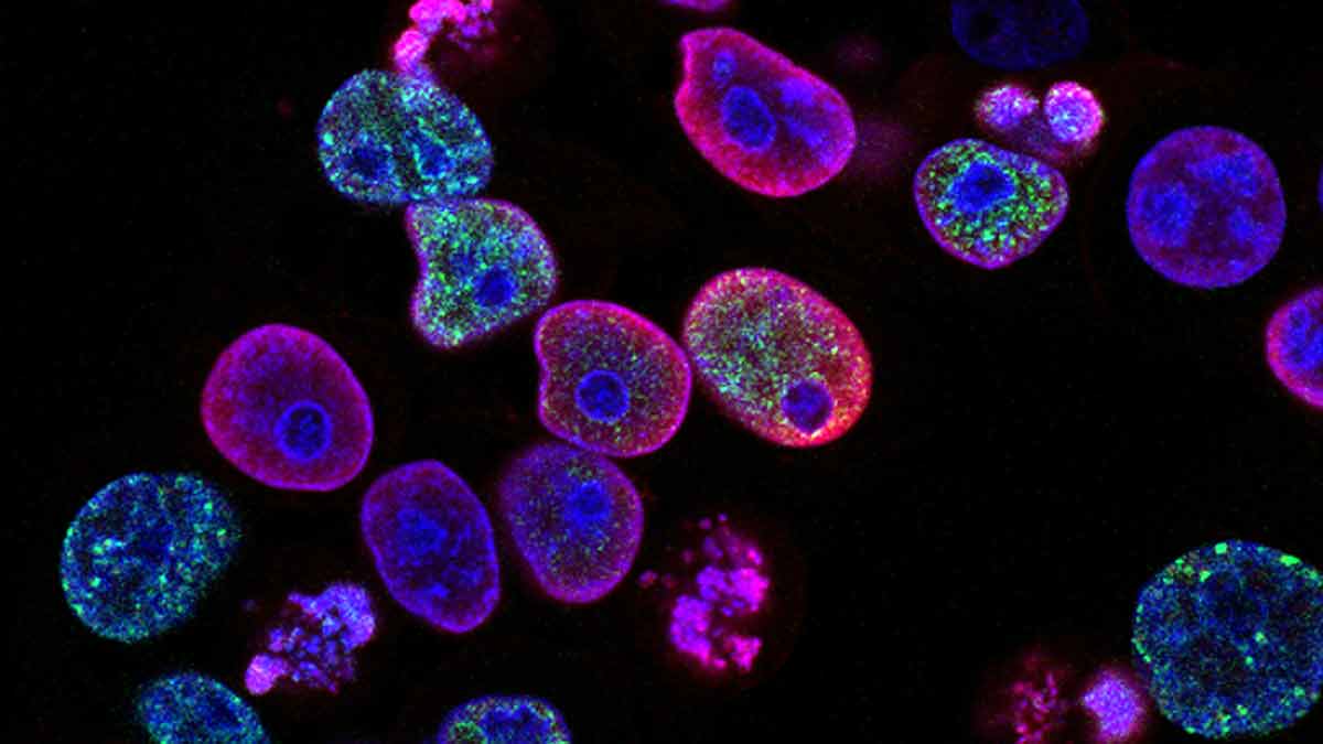 Descubren que las células madre de las mujeres podrían generar nuevos óvulos