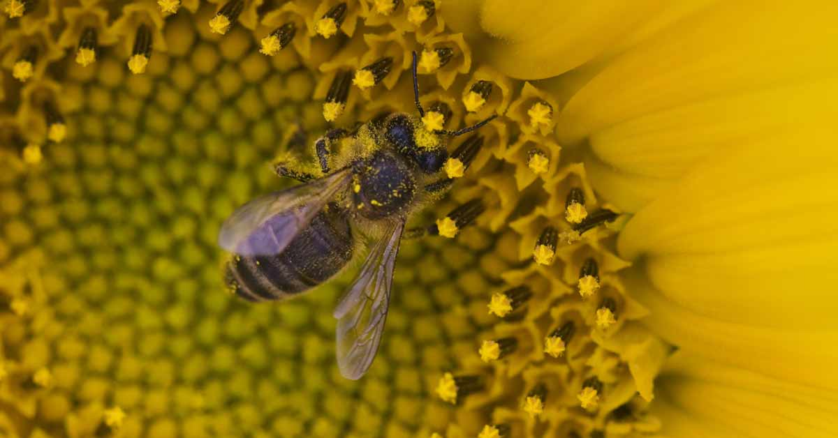 Los alimentos derivados de la polinización de las abejas suben su precio