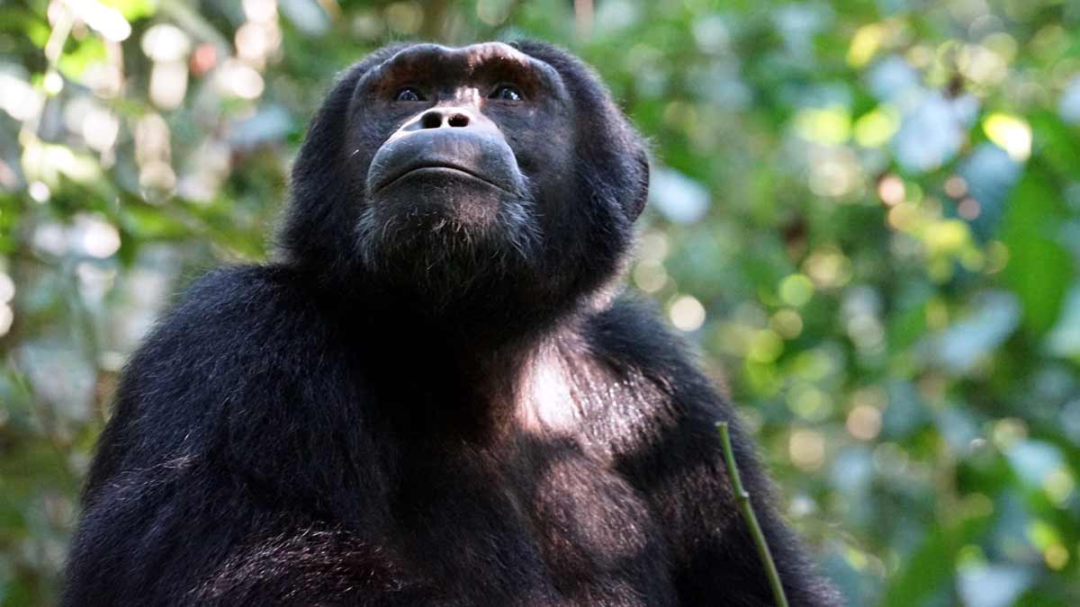 El chimpancé que lanzaba piedras a los visitantes en un zoo sueco también prepara sus ataques