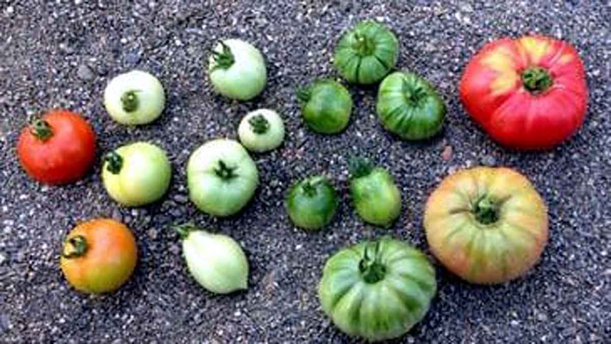 Los tomates apetecibles son más insípidos