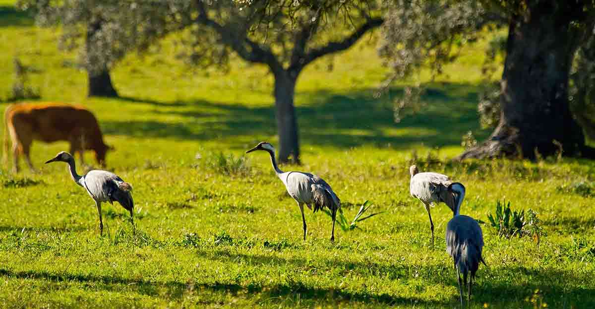 La grulla en Cáceres, paraíso del turismo ornitológico