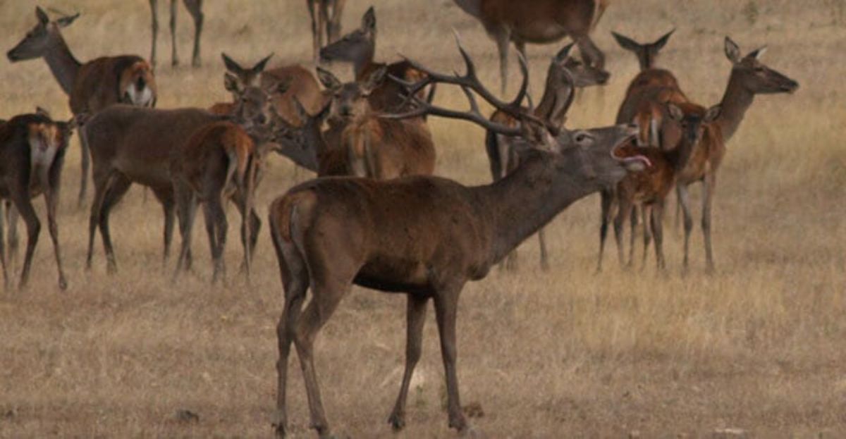 La berrea de los ciervos, típica en Extremadura.