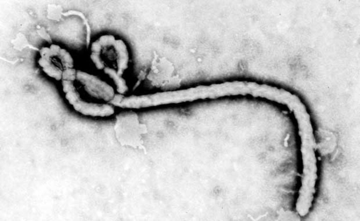 virus-ebola