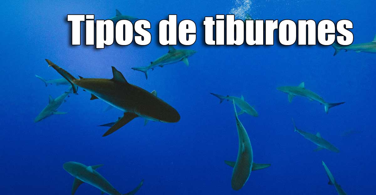 Tipos de tiburones en España