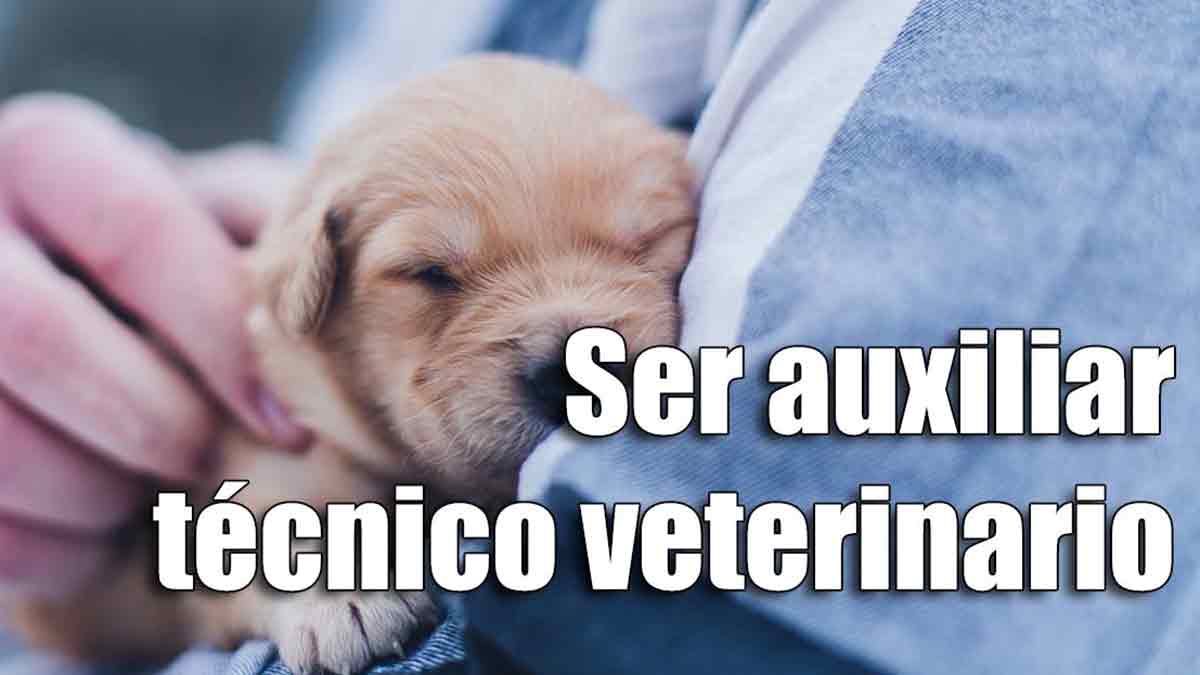 Cursos para trabajar de auxiliar técnico veterinario