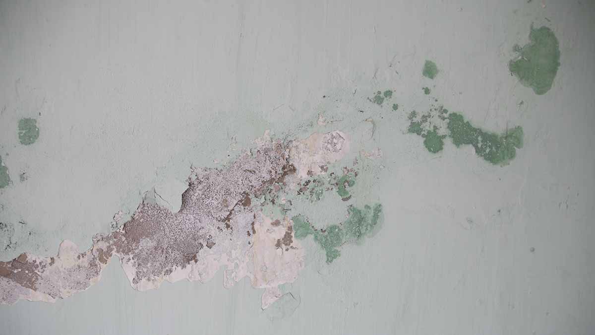 Cómo quitar el moho de las paredes: productos y remedios caseros