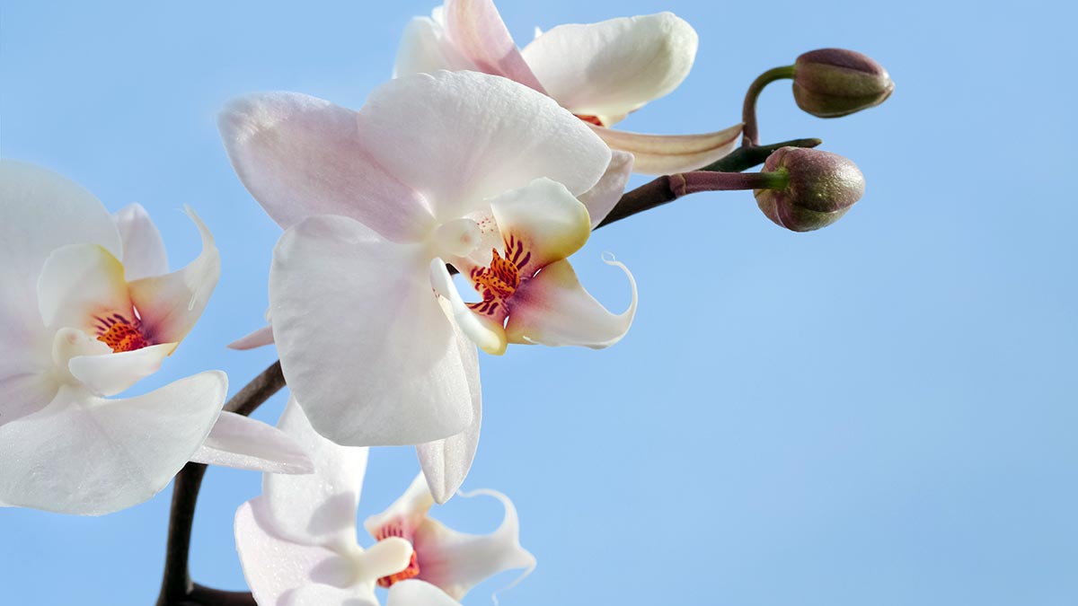 Cómo cuidar una orquídea