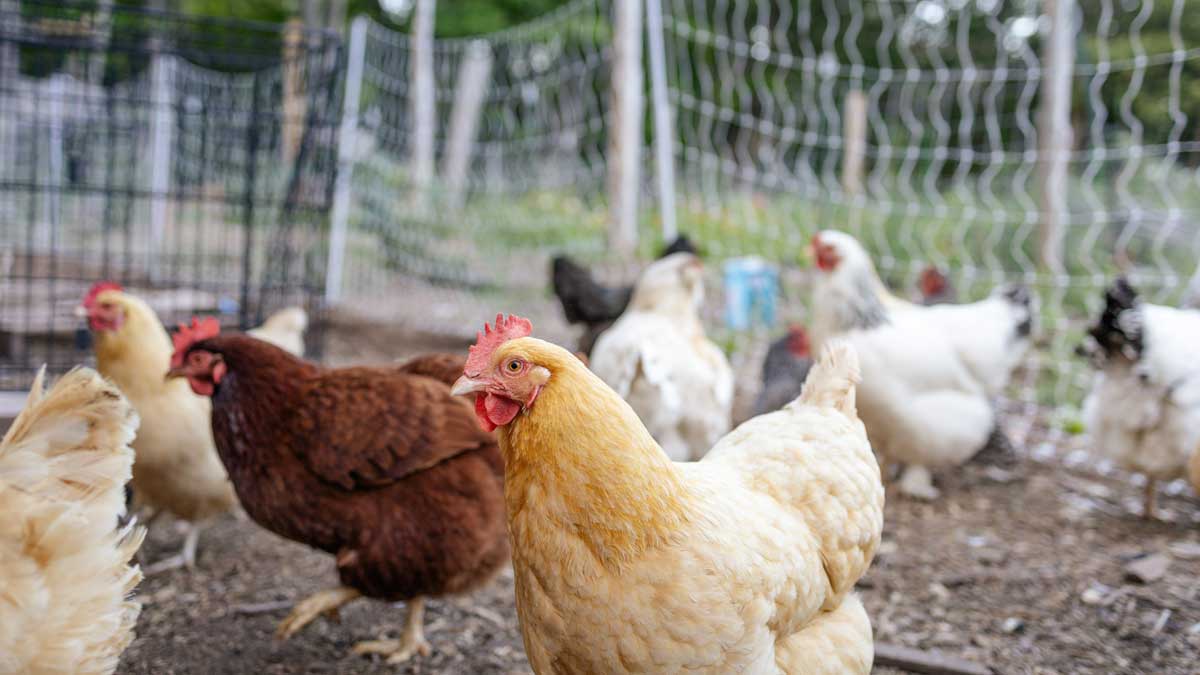 ¿Qué fue antes, el huevo o la gallina? Los científicos lo tienen claro.