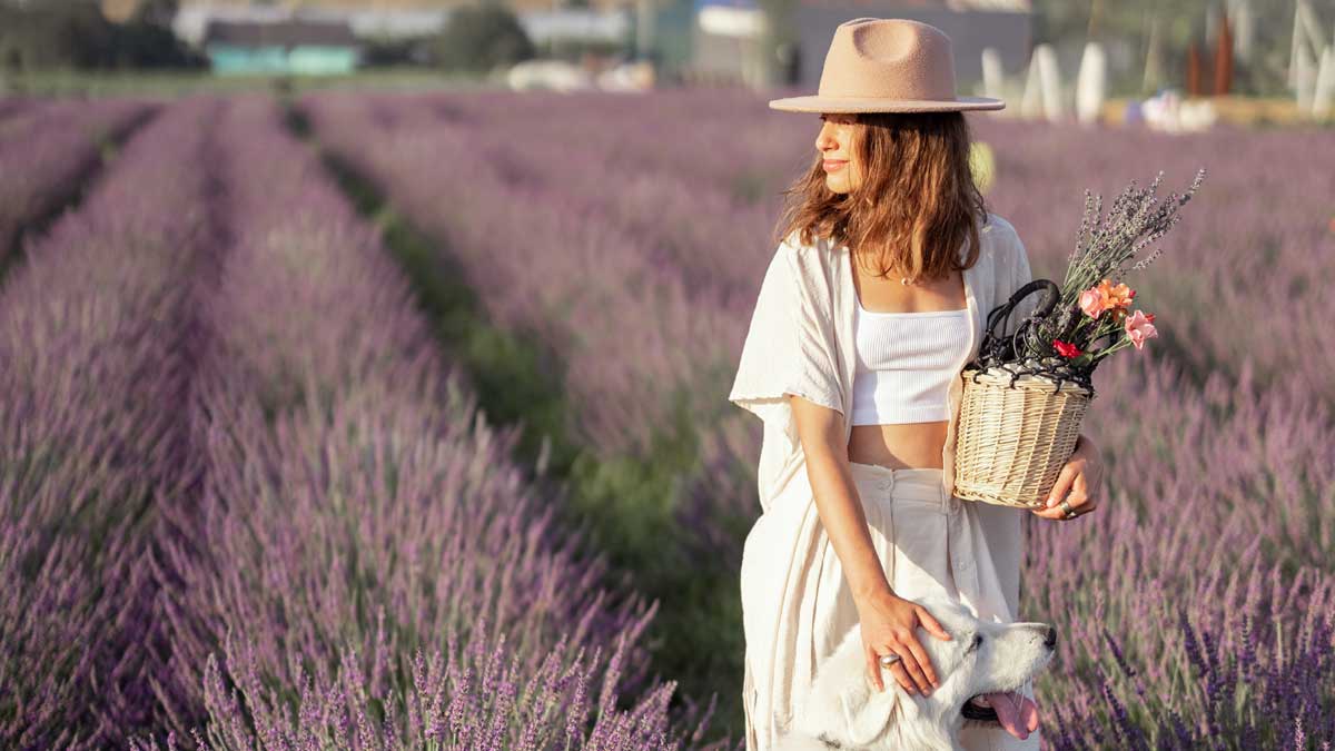 Cuándo es la mejor fecha para visitar los campos de lavanda de Brihuega.