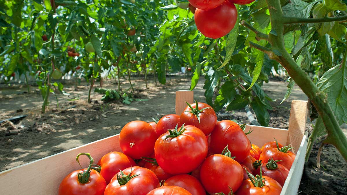 ¿El tomate es una fruta?