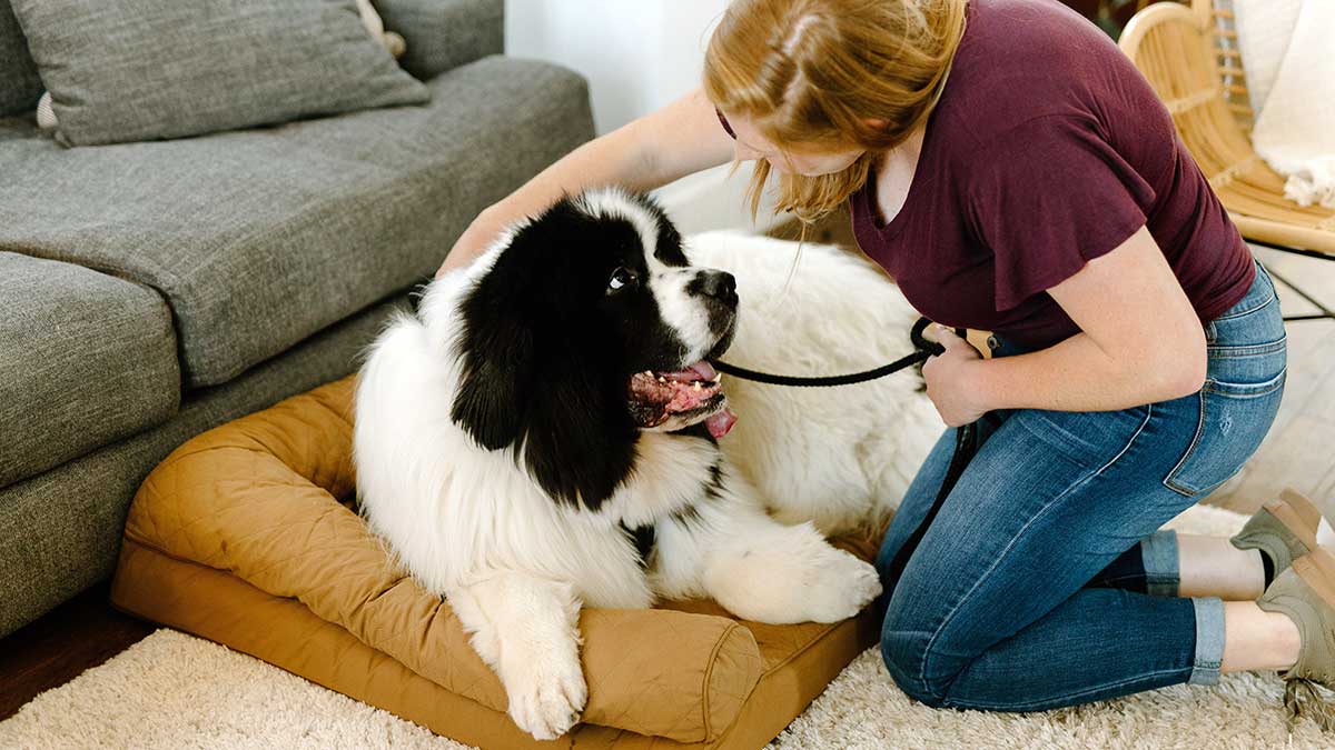 El seguro para perros es obligatorio desde septiembre