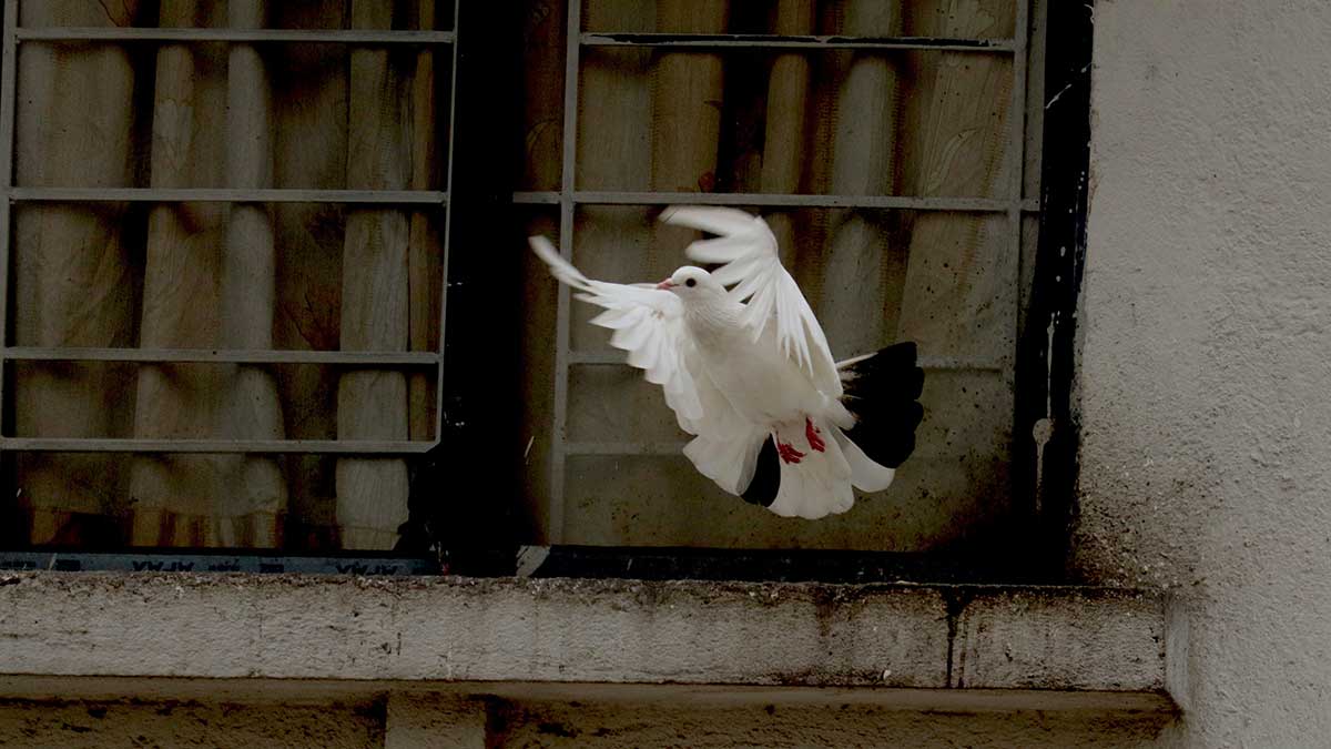 Cómo ahuyentar a las palomas con el truco del papel de aluminio.