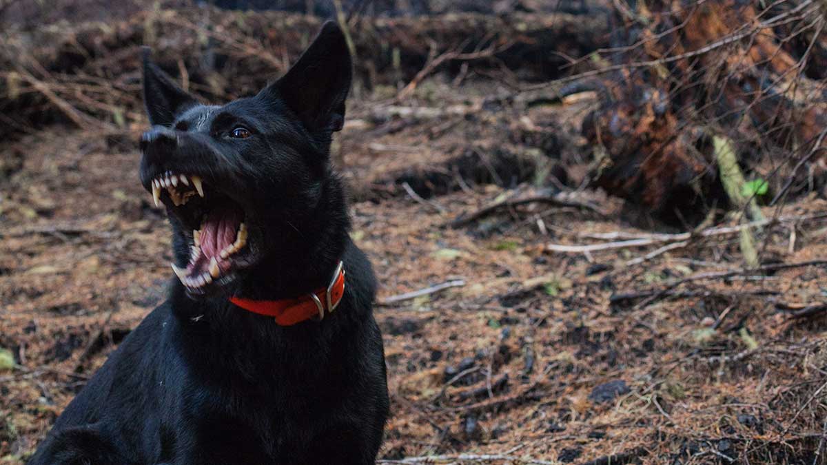 Cómo evitar el ataque de un perro.