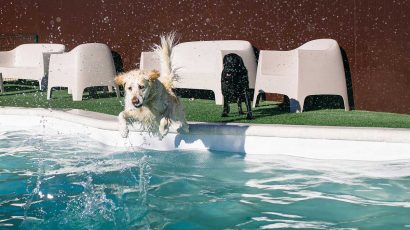 Las mejores piscinas para perros en Madrid.