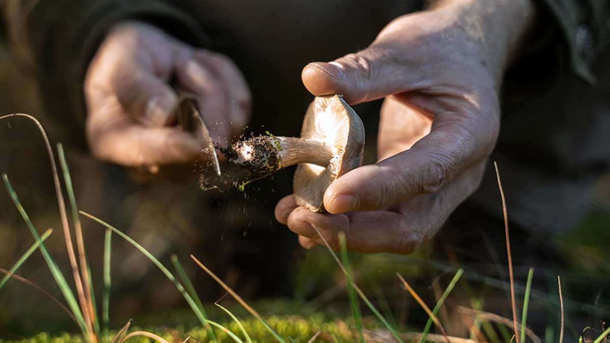 Una persona cortando una seta del campo con un cuchillo.