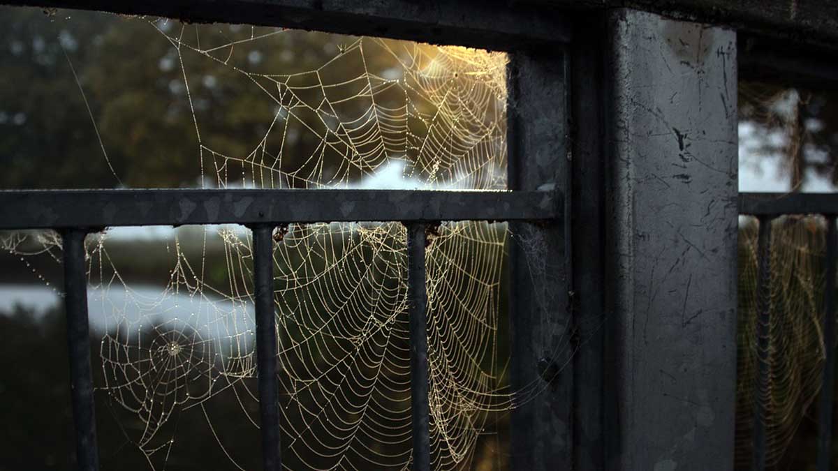 Telaraña en una casa.