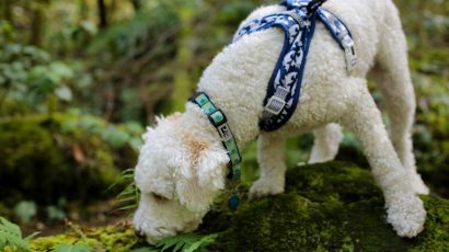 Un perro Lagotto Romagnolo, con mejor olfato para rastrear trufas.