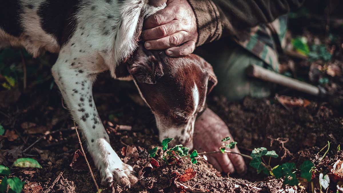 Un perro trufero de la raza Spaniel Breton.