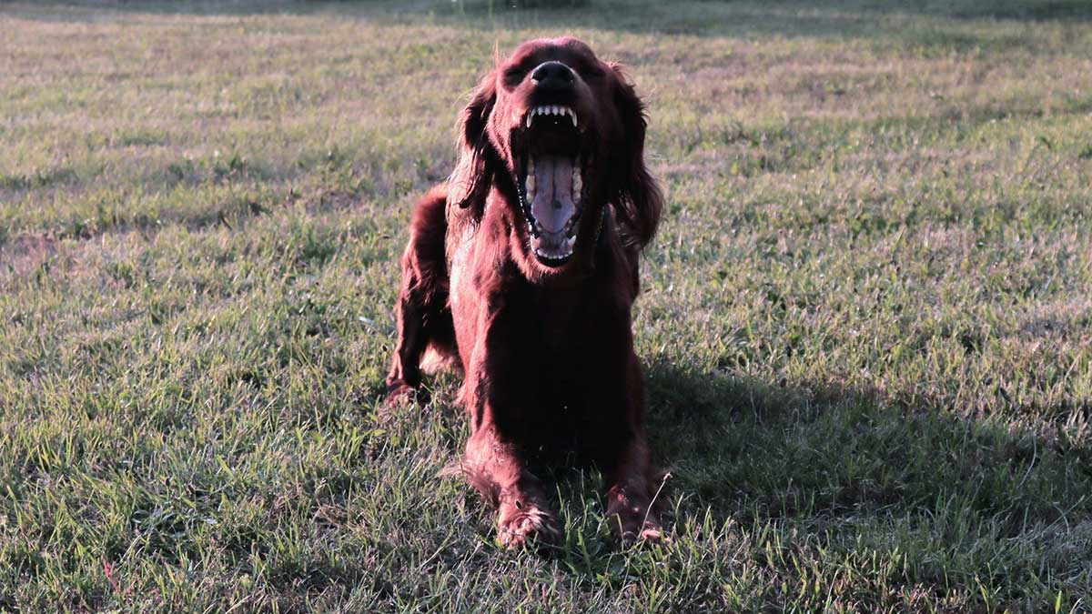 Un perro ladrando.